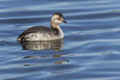 Horned Grebe, Podiceps auritus