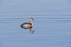 Horned Grebe, Podiceps auritus