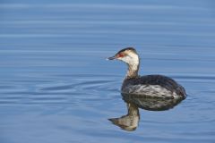 Horned Grebe, Podiceps auritus