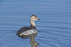 Horned Grebe, Podiceps auritus