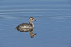 Horned Grebe, Podiceps auritus