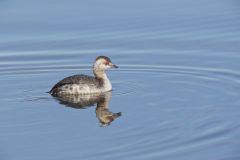 Horned Grebe, Podiceps auritus