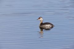 Horned Grebe, Podiceps auritus