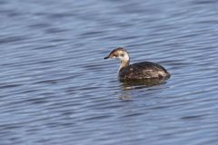 Horned Grebe, Podiceps auritus