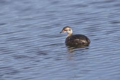 Horned Grebe, Podiceps auritus