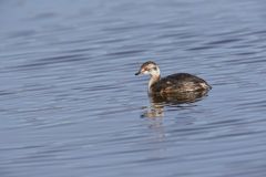 Horned Grebe, Podiceps auritus