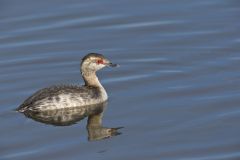 Horned Grebe, Podiceps auritus