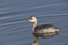 Horned Grebe, Podiceps auritus