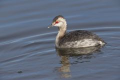 Horned Grebe, Podiceps auritus