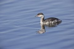 Horned Grebe, Podiceps auritus