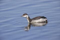 Horned Grebe, Podiceps auritus