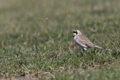 Horned Lark, Eremophila alpestris