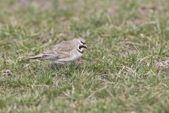 Horned Lark, Eremophila alpestris