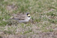 Horned Lark, Eremophila alpestris