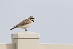 Horned Lark, Eremophila alpestris