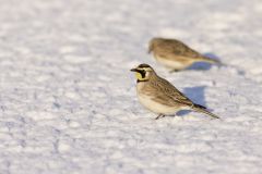 Horned Lark, Eremophila alpestris