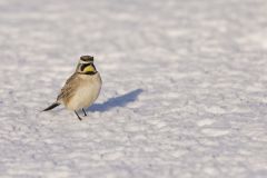 Horned Lark, Eremophila alpestris