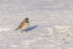 Horned Lark, Eremophila alpestris