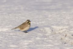 Horned Lark, Eremophila alpestris