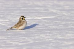 Horned Lark, Eremophila alpestris a snowy field