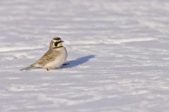 Horned Lark, Eremophila alpestris