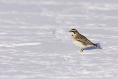 Horned Lark, Eremophila alpestris