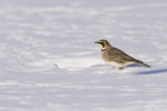 Horned Lark, Eremophila alpestris