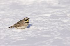 Horned Lark, Eremophila alpestris