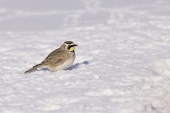 Horned Lark, Eremophila alpestris