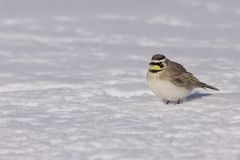 Horned Lark, Eremophila alpestris