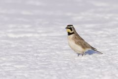 Horned Lark, Eremophila alpestris