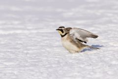 Horned Lark, Eremophila alpestris