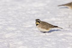 Horned Lark, Eremophila alpestris