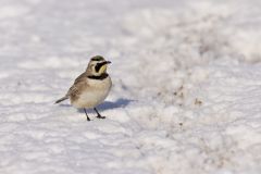 Horned Lark, Eremophila alpestris