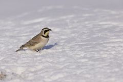 Horned Lark, Eremophila alpestris