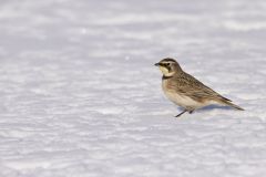 Horned Lark, Eremophila alpestris