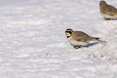 Horned Lark, Eremophila alpestris