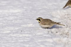 Horned Lark, Eremophila alpestris