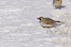 Horned Lark, Eremophila alpestris