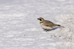 Horned Lark, Eremophila alpestris