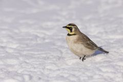 Horned Lark, Eremophila alpestris