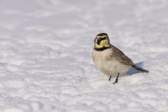 Horned Lark, Eremophila alpestris