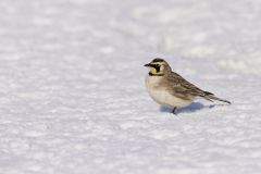 Horned Lark, Eremophila alpestris