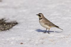 Horned Lark, Eremophila alpestris