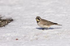 Horned Lark, Eremophila alpestris