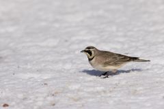 Horned Lark, Eremophila alpestris