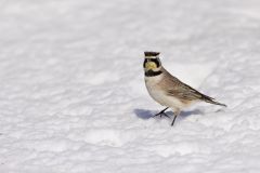 Horned Lark, Eremophila alpestris