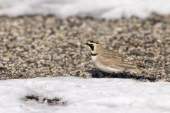 Horned Lark, Eremophila alpestris