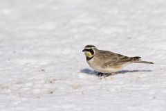 Horned Lark, Eremophila alpestris