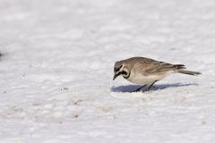 Horned Lark, Eremophila alpestris